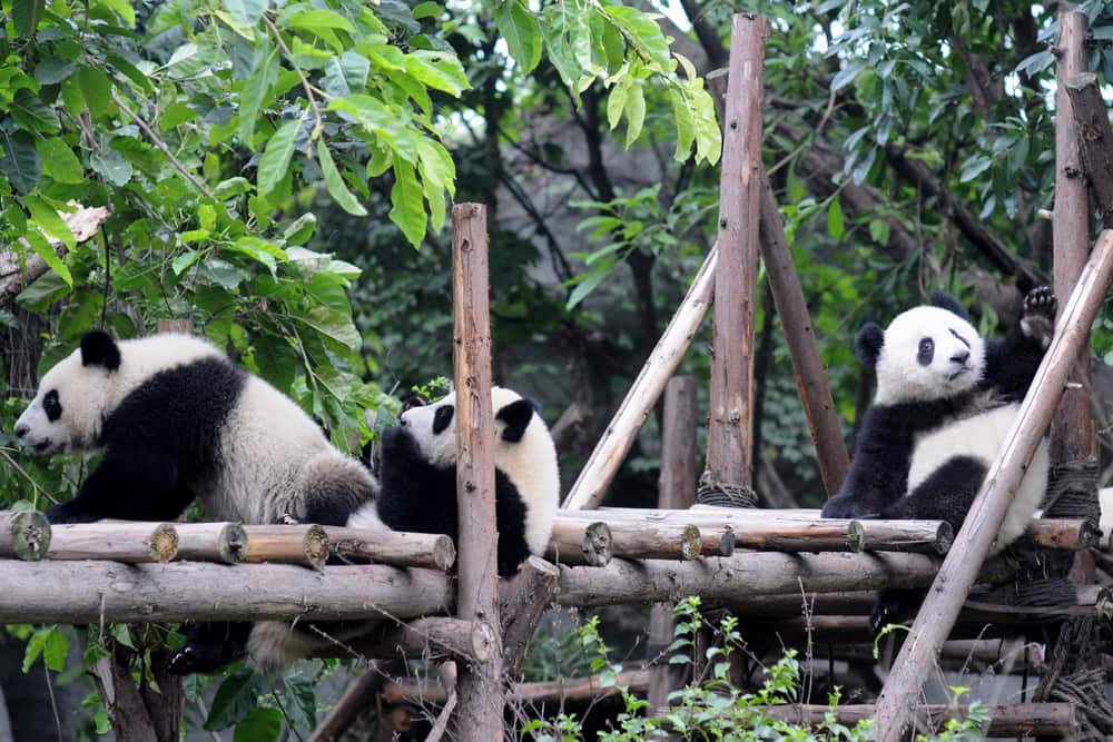 panda china