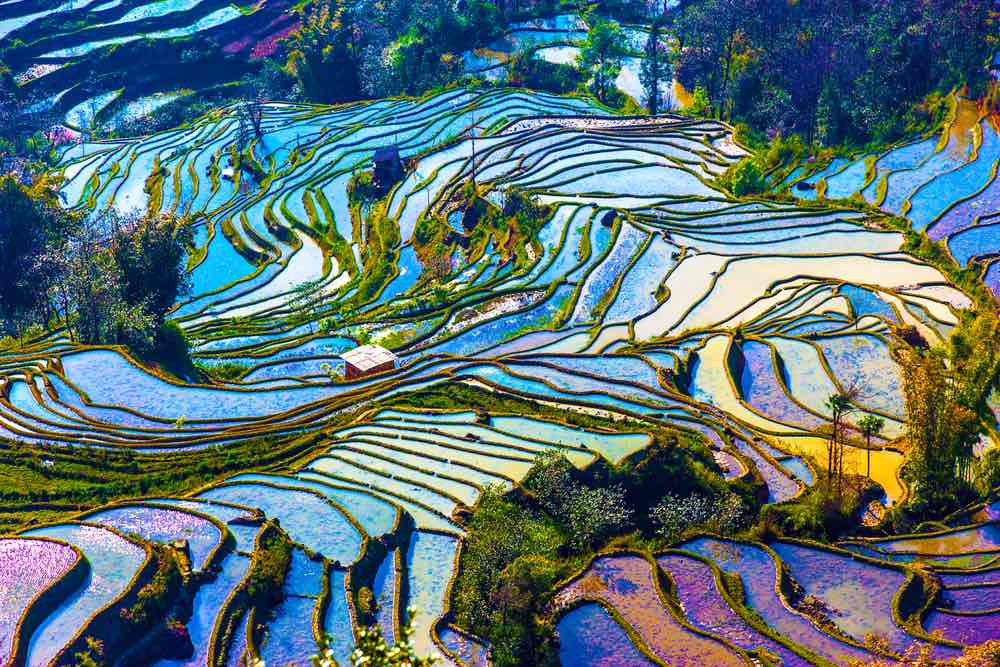 rijstvelden yunnan