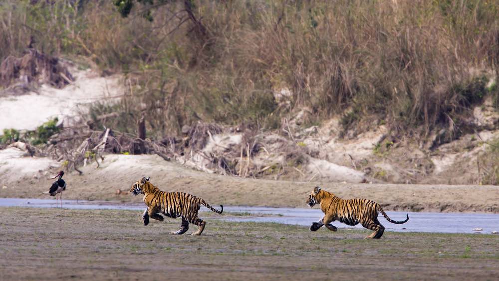 Royal Bardia National Park